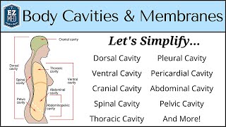 Body Cavities and Membranes Drawn and Defined Anatomy Physiology [upl. by Kcirdehs836]