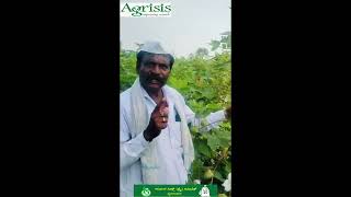 Kurnool Seeds Hybrid Cotton  Netaji Gold Neo1653 BG II hybridcotton bigboll farmertestimony [upl. by Nilyad]