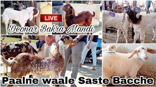 Deonar bakra mandi latest update 2024  SATURDAY LIVE MARKET [upl. by Dilahk]