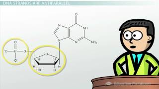 DNA  Adenine Guanine Cytosine Thymine [upl. by Edholm]