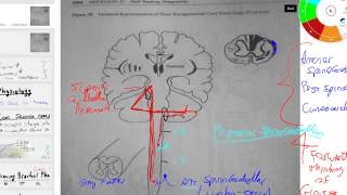 anterior and posterior spinocerebellar and cuneocerebellar tracts [upl. by Lorolla]