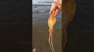 😱😳😰 fishing jellyfish beach oceanrescue fish savetheocean shrots crab shortvideo artist [upl. by Ymmas480]