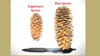 PlantTalk Engelmann Spruce [upl. by Alita]