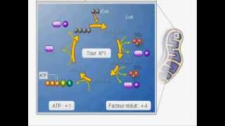 Cycle de Krebs  دورة كريبس [upl. by Ecinrev951]