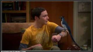 Sheldon Cooper vsBird Ornithophobia [upl. by Idnahc28]