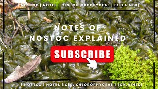 Notes  of  Nostoc  Explained  Cls Cyanophyceae  Example [upl. by Waldo]