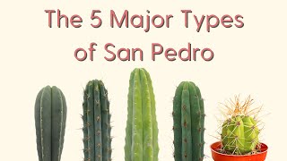 The 5 Major Types of San Pedro Cactus A Trichocereus Field Guide [upl. by Maura]