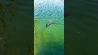 Carp Fishing fishing bigfish foryou viralvideo viralshorts shorts video 2024 [upl. by Selec]