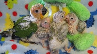 Jenday conure with her Pineapple Green Cheek Conure Friends [upl. by Alesiram]