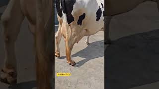 Biggest Udder CowRecord 35ltHF cows Supply in Maharashtrasangolabazardairyfarminghfcow [upl. by Olatha]