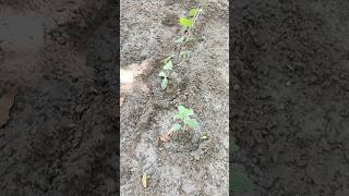 Co curricular activity kavijakhar art cocurricularactivities youtube shorts gardening [upl. by Atiugal]