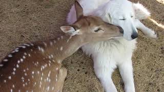 Deer Licks Dogs Face  1136689 [upl. by Bonnes146]