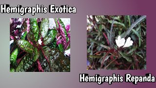 Hemigraphis Exotica amp Hemigraphis Repanda care and propagation Malayalam l Ride to my yard 🌿🌱 [upl. by Yeltrab210]