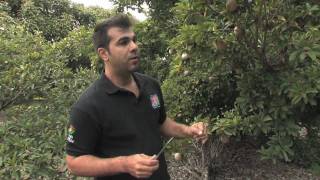 Sapodilla with the Tropical Fruit Growers of South Florida [upl. by Onilegna]