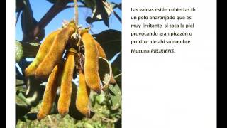 Mucuna Parkinson tratamiento complementario [upl. by Shuma]