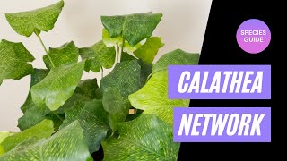 Calathea Network Care Guide and Species Spotlight quotMusaicaquot  Marantaceae  Goeppertia kegeljanii [upl. by Llerraf]