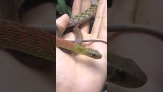 Red neck keelback Short snake myanmar reptiles educational venomous wildlife venomoussnake [upl. by Pippas484]