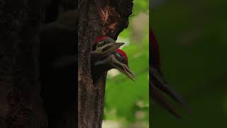 Filming a Pileated Woodpecker Nest [upl. by Aicilif]