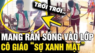 Bất ngờ mang CON RẮN vào lớp cậu bé khiến CÔ GIÁO SUÝT NGẤT vì món quà 2010  Tin Nhanh 3 Phút [upl. by Milli317]