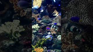 beautiful coral sea fishes  animalworld sea fishes shorts [upl. by Acsehcnarf257]