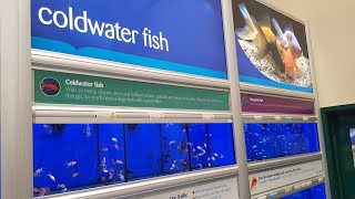 NEW COLD WATER FISH AT PETS AT HOME 🐟 [upl. by Bencion]