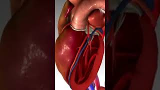 Congestive heart failure medicaleducation doctor ecg [upl. by Anitnerolf]