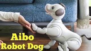 Sonys Aibo Robot Dog returns with advanced AI [upl. by Daniala]