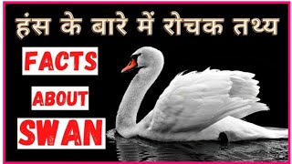 हंस के बारे में रोचक जानकारी  Top 20 Interesting Facts about Swan In Hindi  SWIMMING SWAN VIDEO [upl. by Stephens]