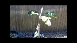 Florida cold front did damage to my tropical fruit trees [upl. by Gennifer573]