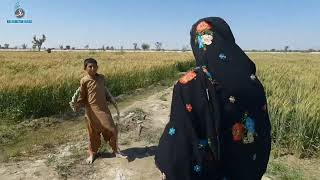 Gósbakshay Thágár  ٹاگار  Jatt Balnegwar  balochistanvlogs2020 thágár baloch birds grain [upl. by Lantz]