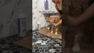 Talkative Robbie comes out when he’s displeased catmomlife catlife catbath catmeow talkingcat [upl. by Neraj965]