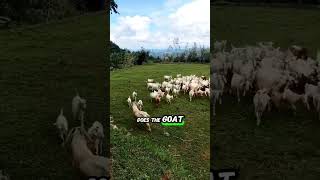 Watch This Dog Herd Goats Like a Pro 🐕🐐 [upl. by Scheck]