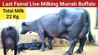 Last Final Live Milking Murrah Buffalo  7777040846  At Jaisingh Yadav Dairy Farm [upl. by Venable]