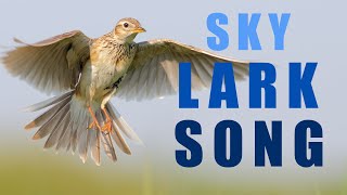 Bird sounds  Skylark singing in the spring sky [upl. by Lucila]