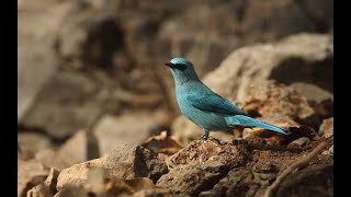 Verditer flycatcherA cobalt blue colored flycatcher [upl. by Jed361]