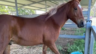 Arrival at Sarina Showgrounds Travelwithhorses queenslandaustralia [upl. by Dranyer]