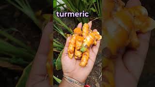 Turmeric pasupu gardening karkumin pasupu flower organicfarming agriculture trending viral👍 [upl. by Wileen]