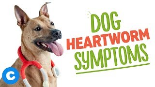 Heartworm Symptoms in Dogs  Chewy [upl. by Orat227]