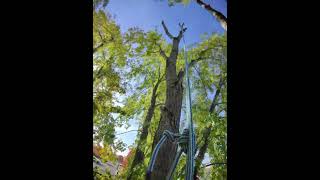 Looking Around the Canopy tree removal [upl. by Hindu]