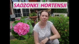 Jak rozmnażać hortensje ogrodowe i bukietowe   Bardzo łatwa produkcja sadzonek [upl. by Powder]