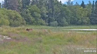 504 and Her Cubs on the Spit Road  July 30 2024 exploreorg [upl. by Julee]