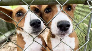 Visiting a Basenji Breeder [upl. by Martres]