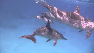 Nager avec les dauphins libres [upl. by Agiaf]