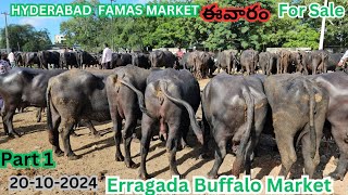 ఎర్రగడ్డ గేదెల మార్కెట్ లో ఈవారం 20102024 Erragadda buffalo market Hyderabad Dairy Farm [upl. by Leunas]