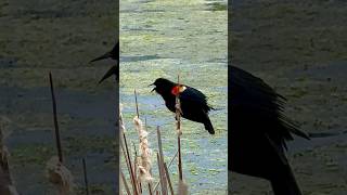 Redwinged blackbird call [upl. by Mcculloch271]