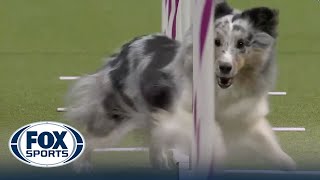 Best of 2023 Masters Agility Championships from Westminster Kennel Club  FOX Sports [upl. by Vinaya]