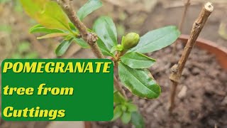 Pomegrante tree from Cuttings [upl. by Gloriane]