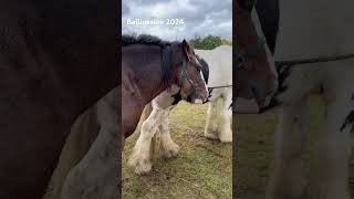 Ballinasloe Horse Fair 2024 [upl. by Bandler]