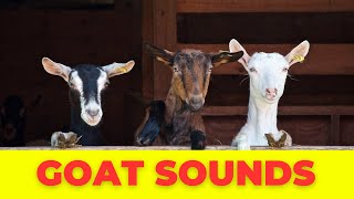 Amazing Goat Noises Goat Sounds Compilation [upl. by Moonier]