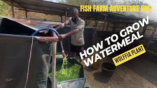 How to grow watermeal also known as wolffia plant  Fish farm Adventure 1 [upl. by Adnamra]